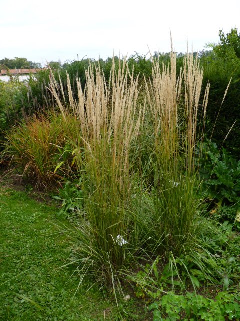 Calamagrostis 'Overdam'